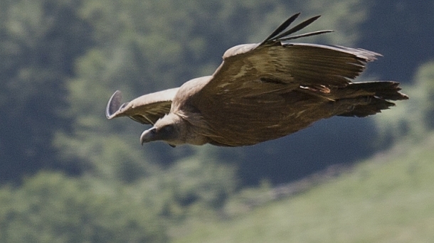 Vultures pose a threat to local livestock. Photo: Juan Lameirinhas
