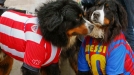 Dos perros con camisetas del Athletic y el Barcelona. Foto: EFE title=