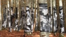 Picasso's 'Guernica' painted on trees to save Zilbeti beech wood