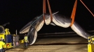 Dead whale removed from La Concha beach in Donostia