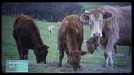 El mal de las 'vacas locas' ocupó todas las portadas en 1996