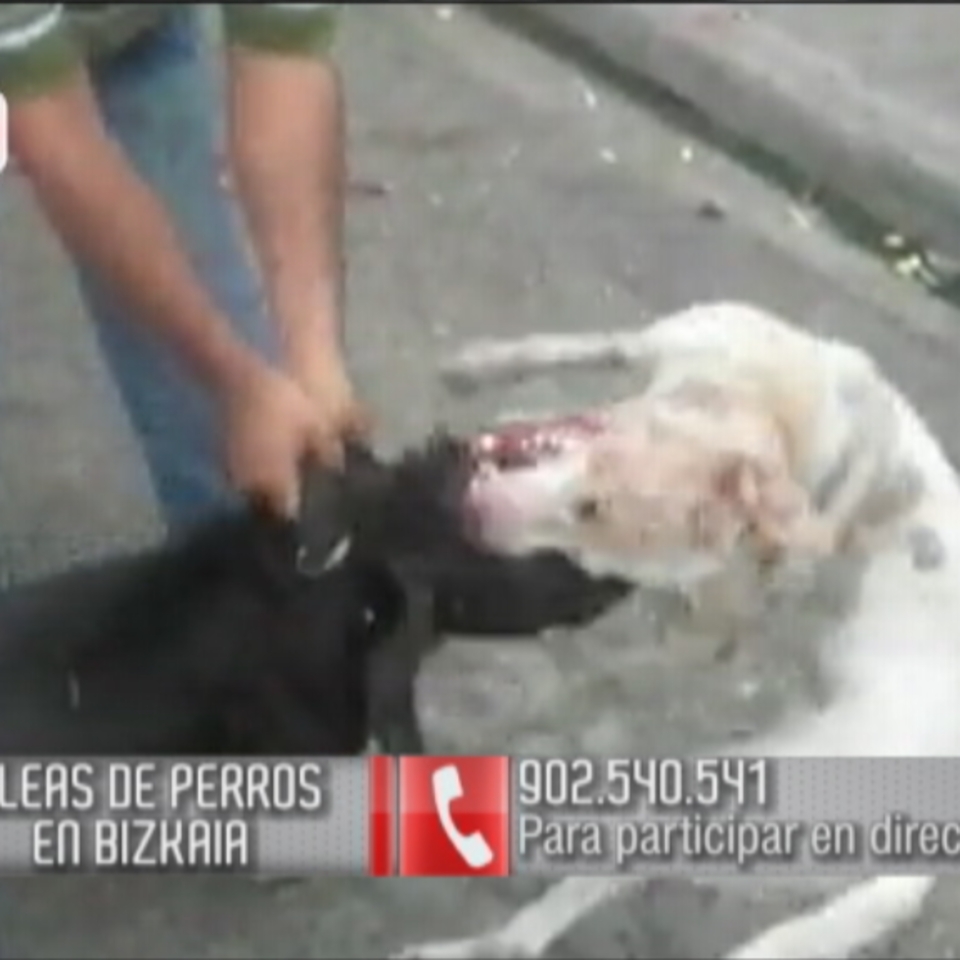Vídeo: Peleas clandestinas de perros en Bizkaia