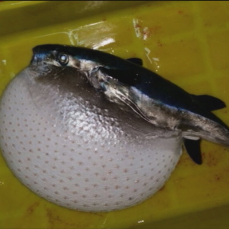 Vídeo: Localizan cuatro peces globo en aguas del Cantábrico