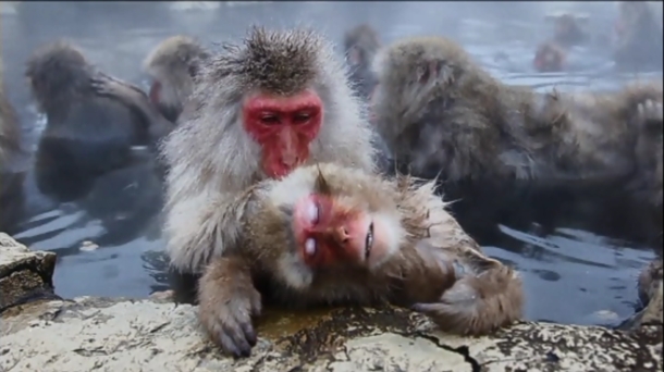 de monos de bañandose en termales en Japón