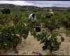 Arranca la vendimia de la uva tinta en Rioja Alavesa