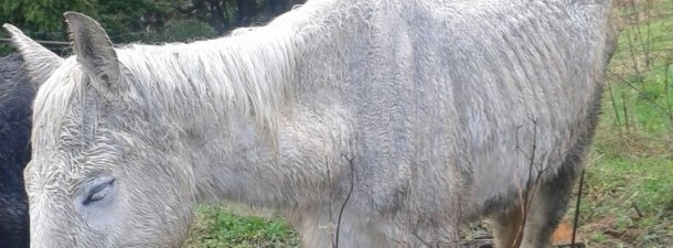 Astoa, elkarteak eraman duen lekuan, jaten. APROVA