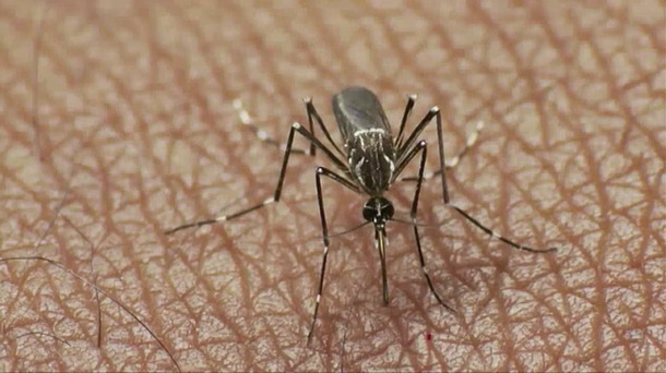 Aedes aegypti moskitoak transmititzen du zika birusa. EiTB