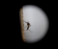 Estados Unidos confirma el primer caso de zika por transmisión sexual