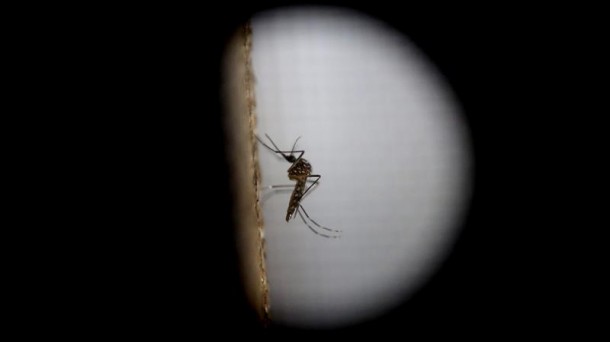 Zika eragiten duen eltxoa. Artxiboko irudia: EFE