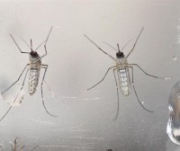 Un hombre que viajó a Ecuador, sexto caso de Zika en Euskadi