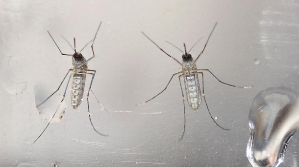 Aedes aegypti eltxoak transmititzen du zika birusa. Argazkia: EFE
