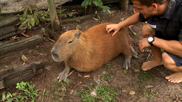 Vídeo: Capibara, el mayor roedor del mundo