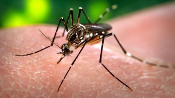 El virus del Zika. Foto: Zientziateka