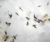 EE. UU. quiere prevenir contagios del Zika por transfusión de sangre