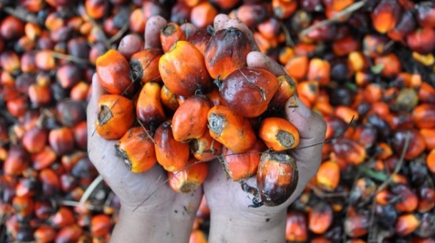 Elaeis Guineensis palmeraren fruituekin egiten da palmako olioa. Argazkia: OCU