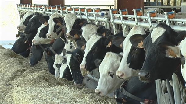 Los ganaderos de leche denuncian que están en quiebra. Una imagen obtenida de un vídeo de ETB