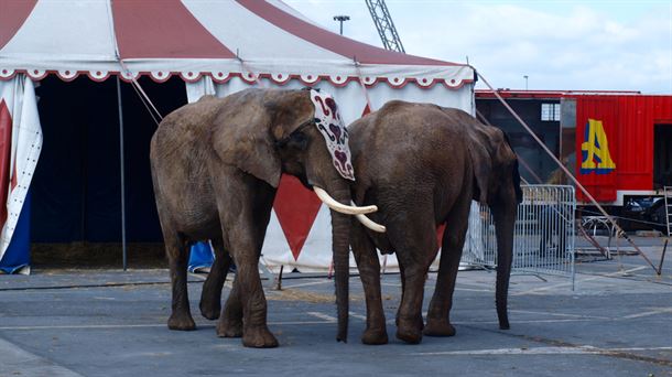 Dos elefantes en la entrada de la carpa del circo de Bilbao