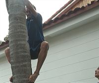 José, experto trepador de palmeras, enseña a Nakor su depurada técnica