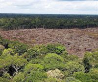 2030erako basoen deforestazioa gelditzeko konpromisoa hartu dute munduko 100 herrialdek baino gehiagok
