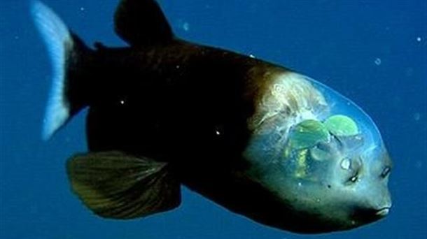 ¿Por qué hay peces con cabeza transparente? y la romanización de Vasconia