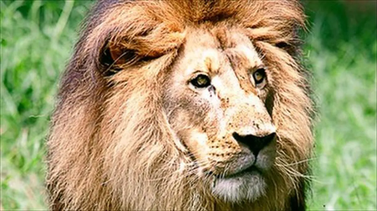 La sobrecogedora historia de los leones devoradores de hombres