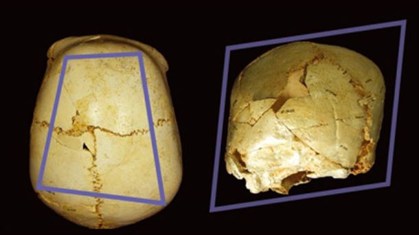 Cráneo 14 Sima de los Huesos, Atapuerca. Foto: dicyt.com