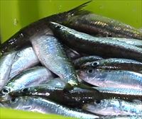 El stock de anchoa registra su máximo histórico en el Golfo de Bizkaia
