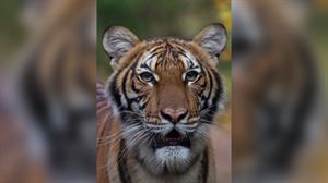 Un tigre del parque zoológico del Bronx en Nueva York da positivo en coronavirus