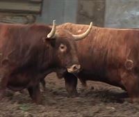 El futuro de las 86 ganaderías de reses bravas en Navarra es incierto