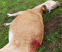 Investigado por matar una vaca Betizu en Elizondo, porque le molestaba