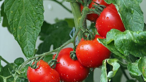 Gaubeako tomate negutegien makro-proiektua iritzi ezberdinen sortzaile