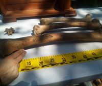 Encuentran los restos del Gigante de Altzo en el cementerio de Altzo Azpi