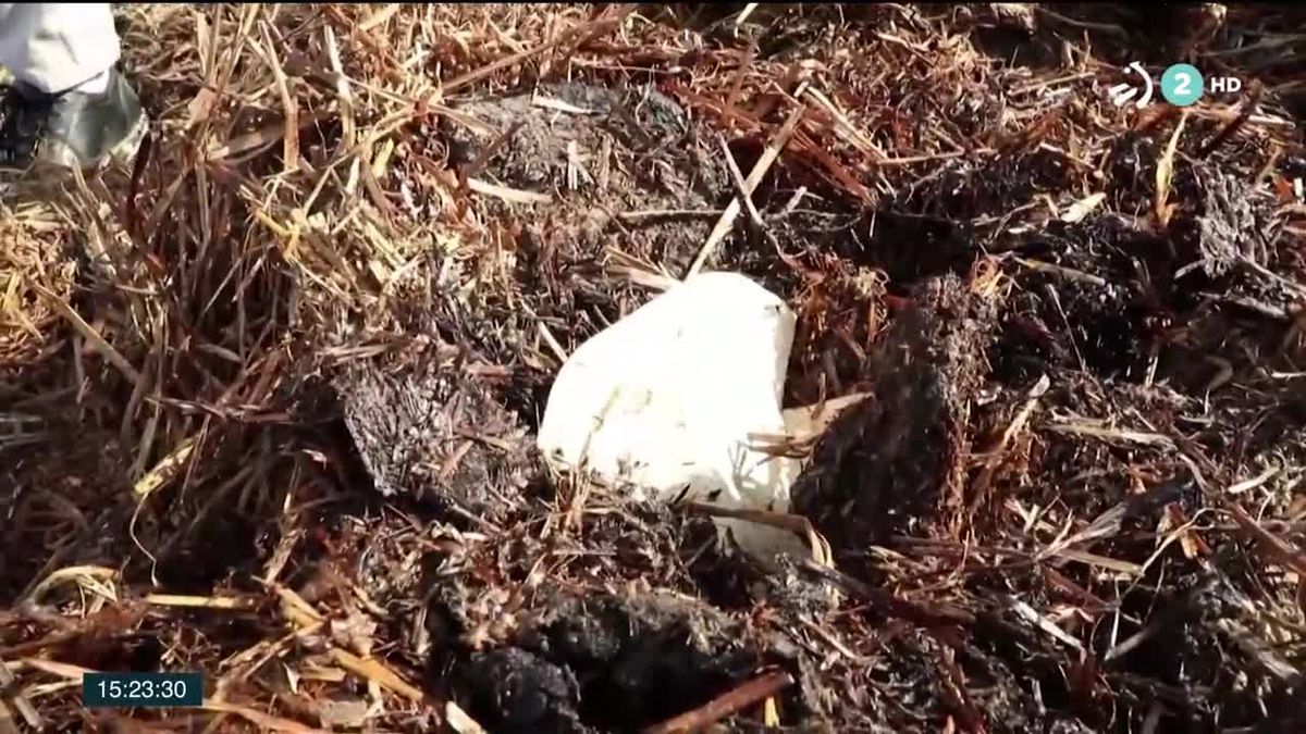 Video: Una empresa francesa fabricará la primera mascarilla compostable de  Europa | Noticias del mundo | EiTB