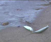 Miles de anchoas y verdeles llegan a las playas de Orio, Zarautz y Donostia