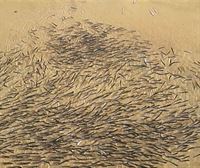 Las anchoas también llegan a la playa de Ondarreta