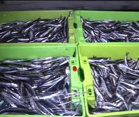 El Banco de Alimentos de Bizkaia reparte 1.000 kilos de anchoas a gente necesitada