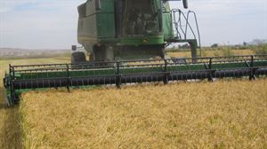 En Navarra hay más de 2.000 hectáreas de superficie cultivada de arroz.