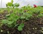Abono verde, el fertilizante más natural para regenerar nuestra tierra de cultivo