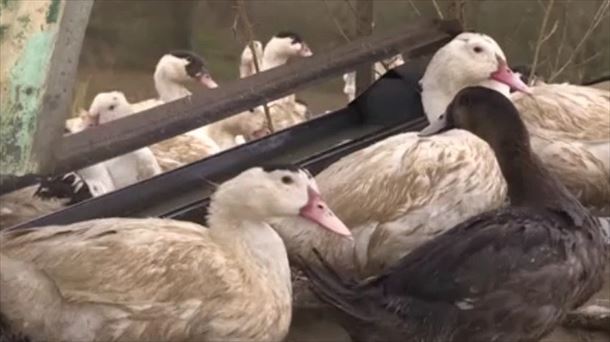 Se duplican los casos de gripe aviar en Las Landas