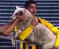 Un perro interrumpe un partido de la primera división boliviana