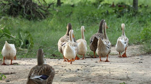 Una bandada de patos. Foto: Pixabay
