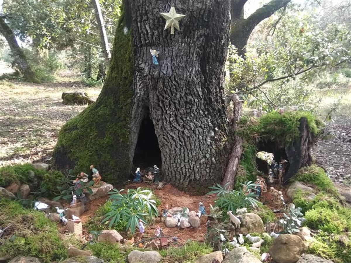 Audio: Campezo y su ruta de belenes en los huecos y raíces de los árboles