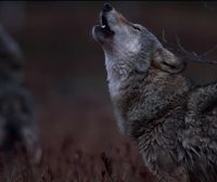 La caza del lobo queda prohibida en todo el Estado español