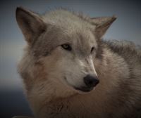UAGA lamenta que el lobo sea especie protegida en todo el estado