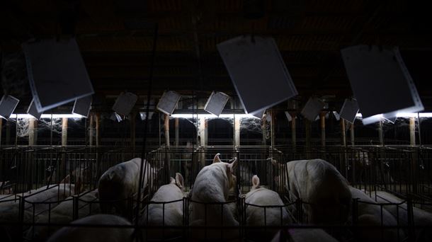 'Dentro de la industria porcina española: la fábrica de cerdos de Europa'