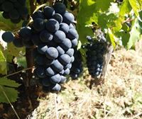El Gobierno Vasco pide a Agricultura que derogue la modificación de los estatutos de la denominación Rioja