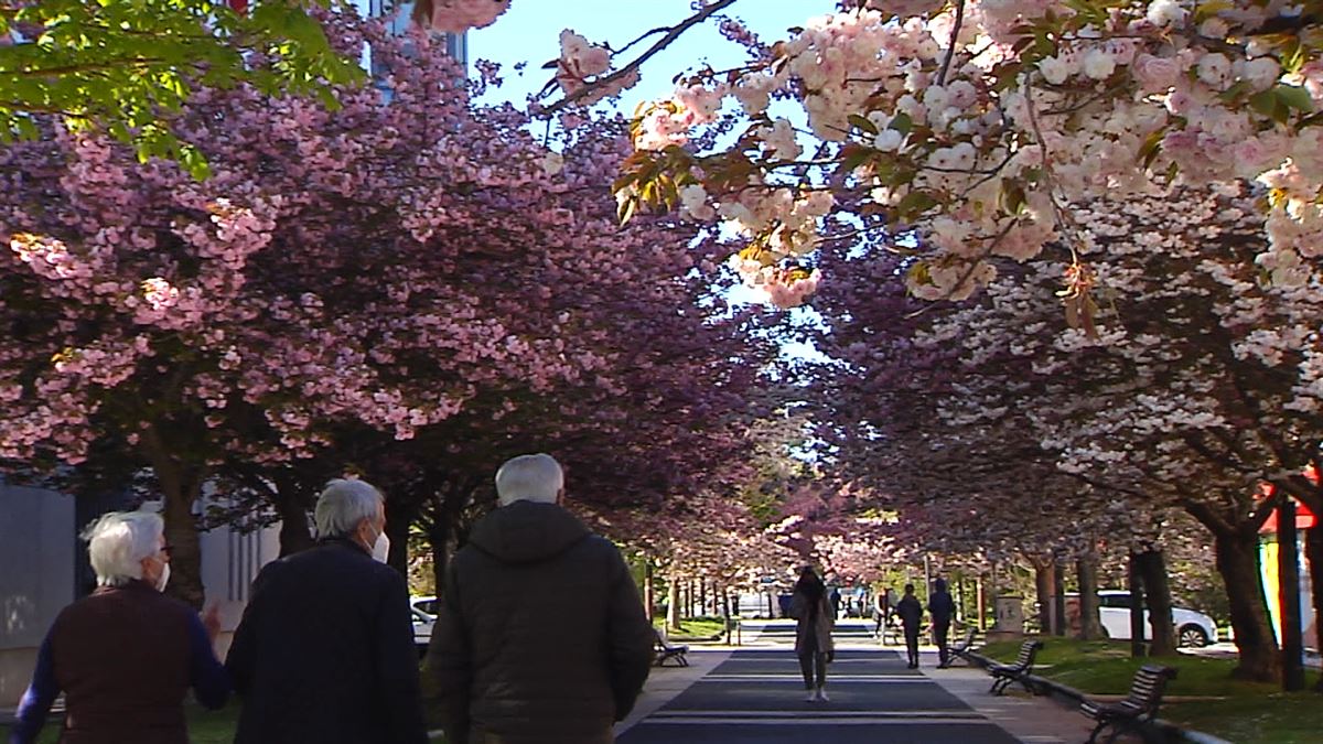 Vídeo: Así lucen los cerezos en flor en Vitoria-Gasteiz