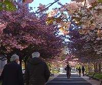 Así lucen los cerezos y almendros en flor en Vitoria-Gasteiz
