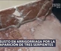 Preocupación en Arrigorriaga por la aparición de tres serpientes