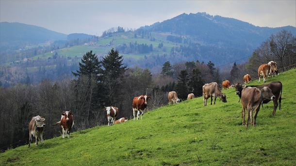 Vacas en un pasto de montaña
